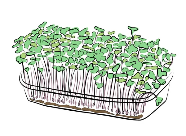 Microgreens Bandeja Cultivo Ilustração Conjunto Para Cultivo Micro Plantas Verdes — Vetor de Stock