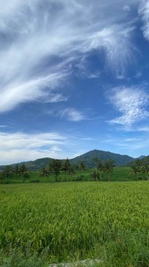 Endonezya 'nın Yogyakarta kentindeki Nanggulan pirinç tarlalarının çarpıcı manzarası kırsal turizm merkezlerinin ilgi odağı haline geldi..