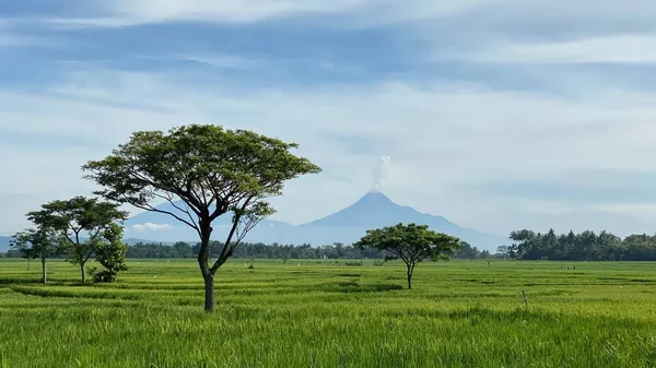 Endonezya Nın Yogyakarta Kentindeki Nanggulan Pirinç Tarlalarının Çarpıcı Manzarası Kırsal — Stok fotoğraf