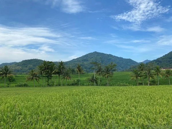 インドネシアのジョグジャカルタ郊外にあるナングルの田んぼの素晴らしい景色は 農村観光地の魅力です — ストック写真