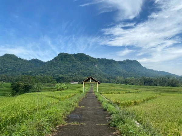 Vista Deslumbrante Dos Campos Arroz Nanggulan Nos Arredores Yogyakarta Indonésia — Fotografia de Stock