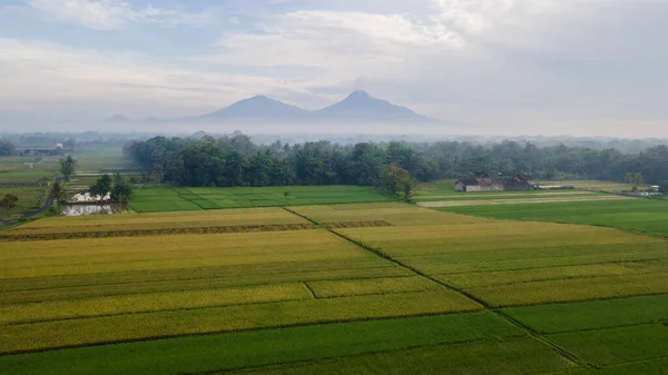 Bela Vista Dos Campos Arroz Nos Arredores Yogyakarta Indonésia Tornou — Fotografia de Stock