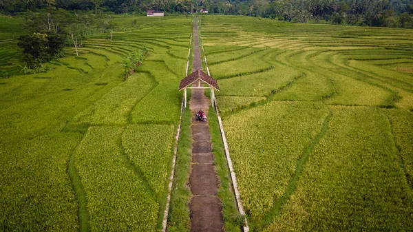 インドネシアのジョグジャカルタ郊外の水田の美しい景色は 農村観光地の魅力となっています — ストック写真