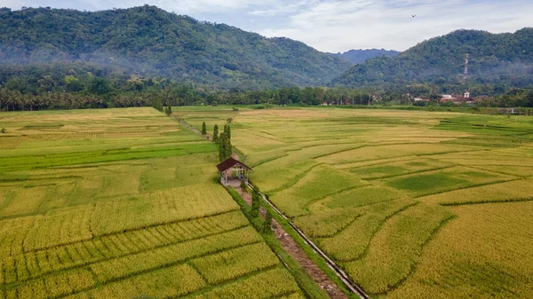 インドネシアのジョグジャカルタ郊外の水田の美しい景色は 農村観光地の魅力となっています — ストック写真