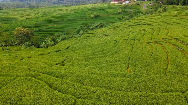 Den Vackra Utsikten Över Risfälten Utkanten Yogyakarta Indonesien Har Blivit — Stockfoto