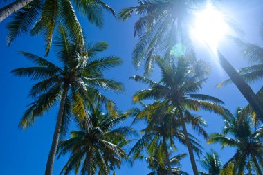 Güzel palmiye yaprakları ya da hindistan cevizi ağaçları gün boyunca güneşli olduğunda, Srau, Pacitan, Endonezya sahillerinde çekilir.