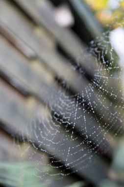 Örümcek ağında yağmur damlaları. Renkli sonbahar arkaplanı. 