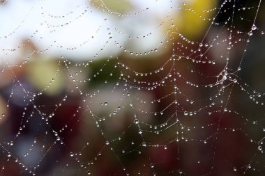 Örümcek ağında yağmur damlaları. Renkli sonbahar arkaplanı. 