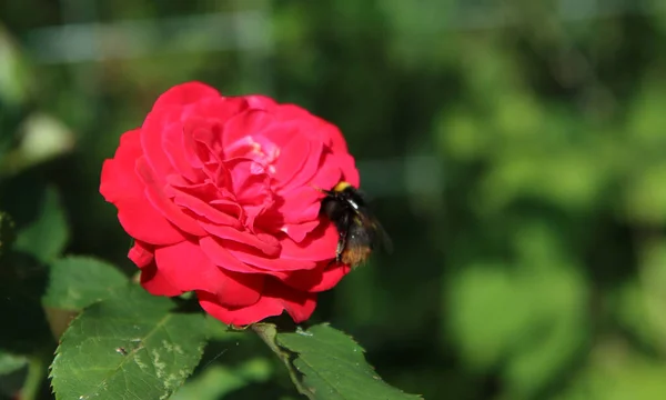 Rosa Roja Foto Cerca Abejorro Una Flor Fondo Verde Borroso —  Fotos de Stock