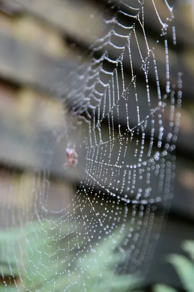 Raindrops Spider Net Colorful Autumn Background — Stock Photo, Image