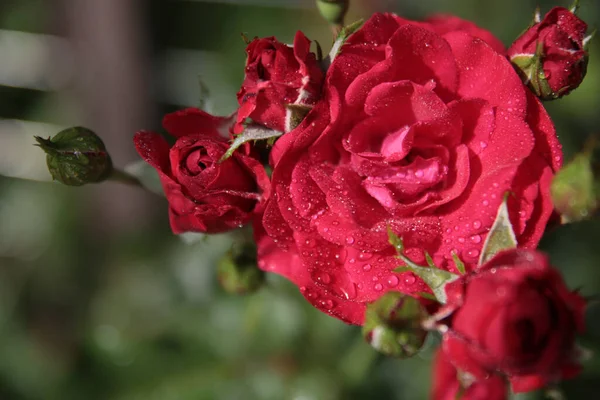 Vodní Kapky Okvětních Lístcích Červené Růže Zavřít Fotografii Krásných Květin — Stock fotografie