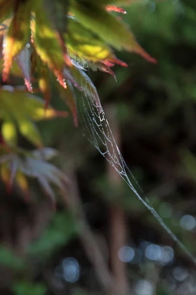 Abstract Fall Season Background Spider Web Close Colorful Autumn Leaves — Stock Photo, Image