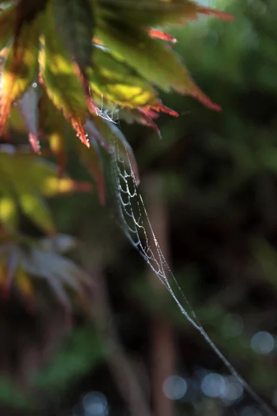 秋季背景摘要 蜘蛛网紧密相连 秋叶色彩艳丽为背景 有选择性地聚焦 — 图库照片