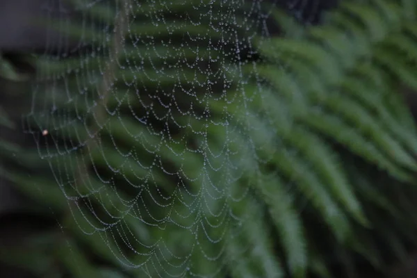 水滴在蜘蛛网上 灰绿色背景 初秋清晨 — 图库照片