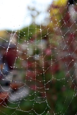 Örümcek ağında yağmur damlaları. Renkli sonbahar arkaplanı. 