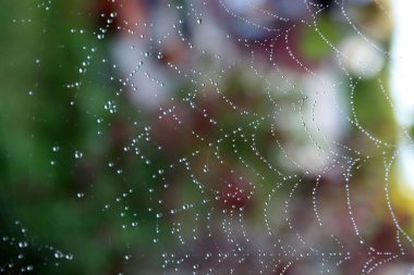 Örümcek ağına su damlaları. Bulanık yeşil arka plan. Sonbahar sabahı erken saatlerde. 