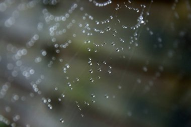 Örümcek ağı dokusu fotoğrafı kapat. Su bir yüzeye düşer. Soyut sonbahar arkaplanı.