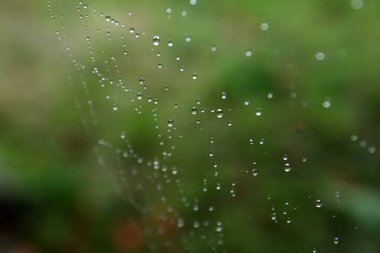Örümcek ağına su damlaları. Bulanık yeşil arka plan. Sonbahar sabahı erken saatlerde. 