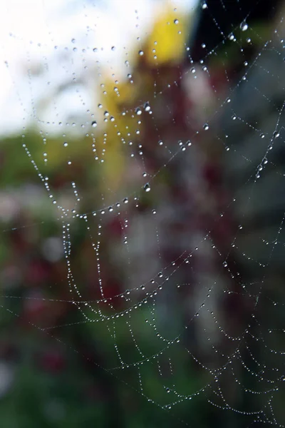 蜘蛛网上的雨滴 五彩缤纷的秋天背景 — 图库照片