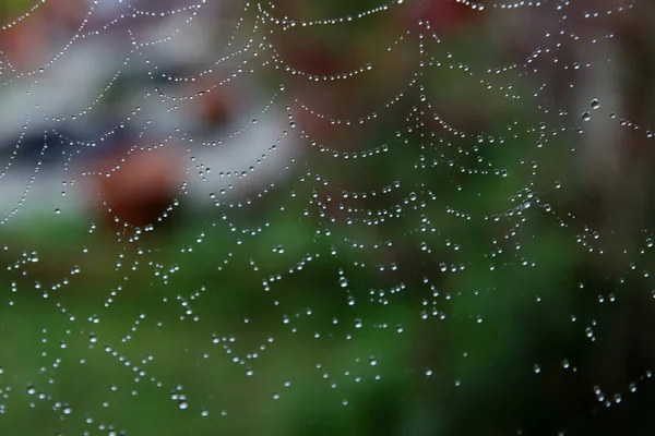 水滴在蜘蛛网上 灰绿色背景 初秋清晨 — 图库照片