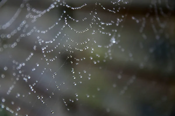 蜘蛛网纹理贴近照片 水滴在水面上 秋季背景摘要 — 图库照片