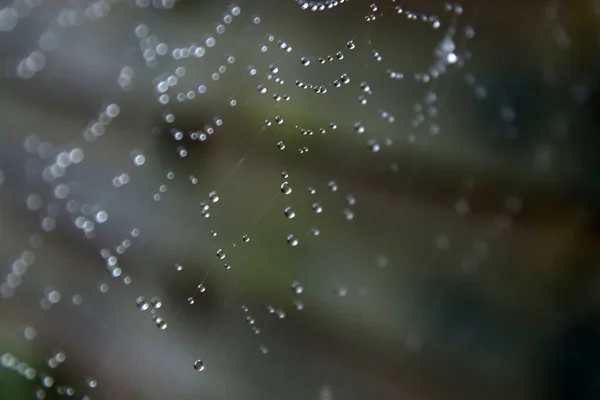 蜘蛛网纹理贴近照片 水滴在水面上 秋季背景摘要 — 图库照片