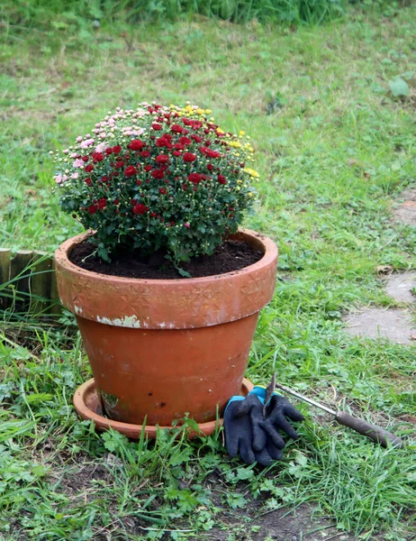 Planta Crisântemo Pote Vermelho Rosa Amarelo Flores Jardim Fechar Foto — Fotografia de Stock