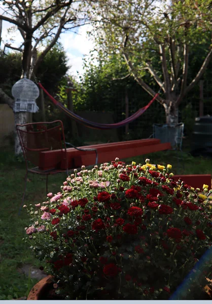 Planta Crisantemo Una Maceta Flores Jardín Rojas Rosadas Amarillas Cerca —  Fotos de Stock