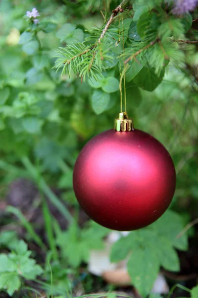 Rote Weihnachtskugel Auf Tanne Nahaufnahme Foto Von Phantasievollen Dekorationen Urlaubszeit — Stockfoto