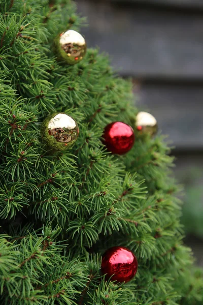 Nahaufnahme Foto Von Tanne Mit Roten Und Goldenen Weihnachtskugeln Dekoriert — Stockfoto