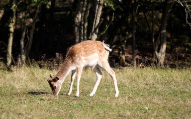 Fallow Geyik 'in yakın plan fotoğrafı. Tarlada kuru ot yiyen genç bir geyik. Vahşi hayattaki hayvanlar. Avrupa Hayvanları. 