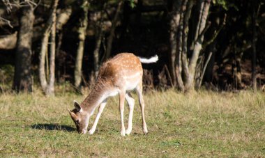 Fallow Geyik 'in yakın plan fotoğrafı. Tarlada kuru ot yiyen genç bir geyik. Vahşi hayattaki hayvanlar. Avrupa Hayvanları. 