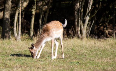 Fallow Geyik 'in yakın plan fotoğrafı. Tarlada kuru ot yiyen genç bir geyik. Vahşi hayattaki hayvanlar. Avrupa Hayvanları. 
