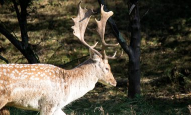 Büyük boynuzları olan geyiklerin yakın çekimleri. Vahşi yaşam filmi. Ormanda bir erkek geyik. Avrupa 'nın Doğası. 