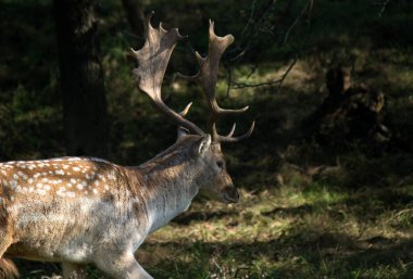Büyük boynuzları olan geyiklerin yakın çekimleri. Vahşi yaşam filmi. Ormanda bir erkek geyik. Avrupa 'nın Doğası. 