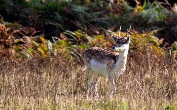 Fallow Szarvas Közeli Fotó Fiatal Szarvasok Őszi Erdőben Színes Levelek — Stock Fotó