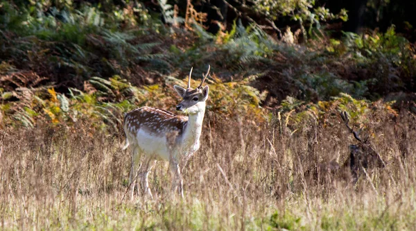 肥鹿的近照 小鹿在秋天的森林里 树叶五彩斑斓 青草干枯 彩色野生动物照片 复制空间 — 图库照片