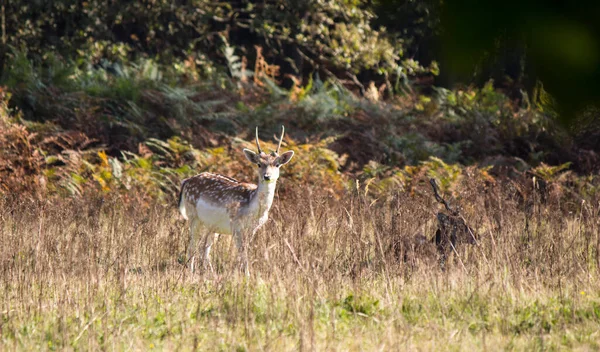 Damhirsche Nahaufnahme Foto Junge Hirsche Herbstwald Buntes Laub Trockenes Gras — Stockfoto