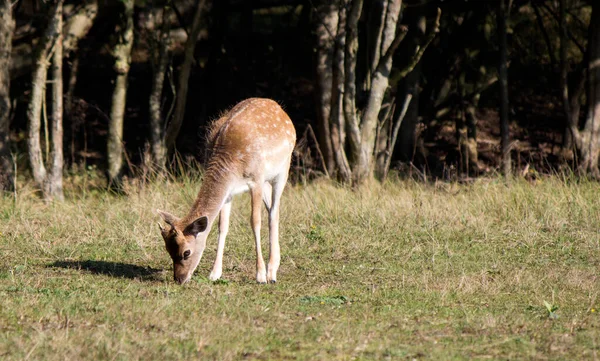 Крупный План Фото Fallow Deer Молодой Олень Ест Сухую Траву — стоковое фото