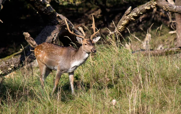 肥鹿的近照 小鹿在秋天的森林里 树叶五彩斑斓 青草干枯 彩色野生动物照片 复制空间 — 图库照片