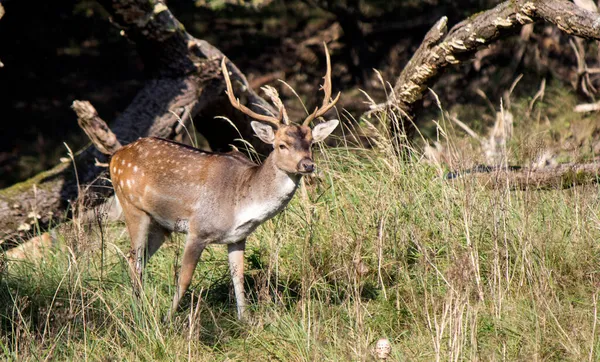 小鹿长着大角的特写照片 野生动物图片 在森林里的公鹿欧洲的性质 — 图库照片
