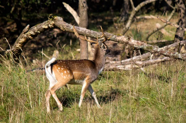 Крупный План Фото Fallow Deer Олень Лесу Олени Осеннем Лесу — стоковое фото