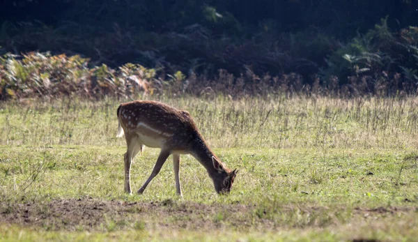 休眠鹿的近照 小鹿在田里吃干草 野生动物 Fauna Europe — 图库照片