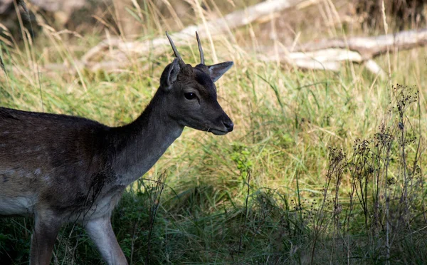 Крупный План Фото Fallow Deer Молодой Олень Ест Сухую Траву — стоковое фото