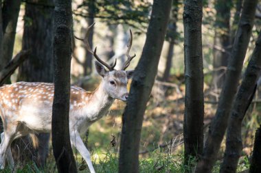 Sonbahar ormanında geyik. Ormanda yürüyen sevimli bir geyik. Hollanda 'nın Fauna' sı. Vahşi hayvan. Yakın plan fotoğraf.. 