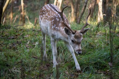 Sonbahar ormanında geyik. Ormanda yürüyen sevimli bir geyik. Hollanda 'nın Fauna' sı. Vahşi hayvan. Yakın plan fotoğraf.. 