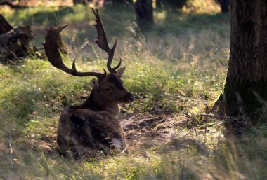 Geyik sonbahar ormanında. Vahşi bir hayvan. Hollanda 'nın Hayvanı. 