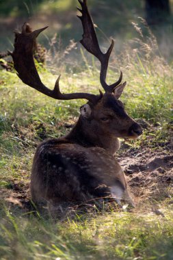 Geyik sonbahar ormanında. Vahşi bir hayvan. Hollanda 'nın Hayvanı. 