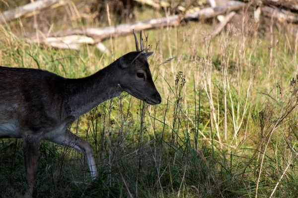 休眠鹿的近照 小鹿在田里吃干草 野生动物 Fauna Europe — 图库照片