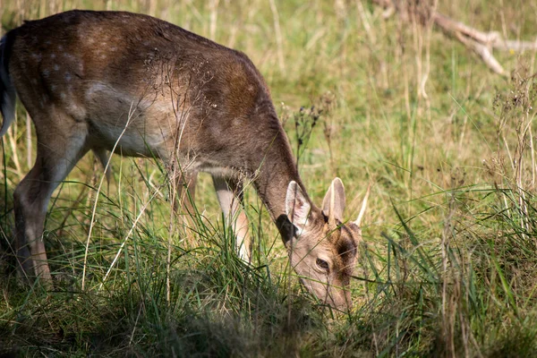 Közelkép Fallow Deer Ről Fiatal Szarvas Száraz Füvet Eszik Mezőn — Stock Fotó